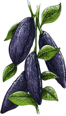 Finger lime colour sketch