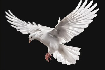 Plakat white dove flying