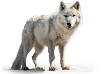 Naklejka na ściany i meble gray wolf isolated on white