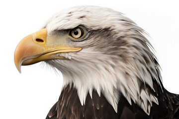 Fototapeta premium bald eagle isolated on white