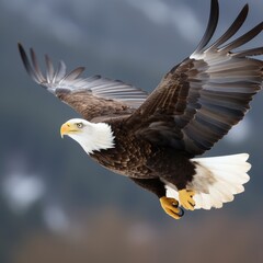 Obraz premium american bald eagle in flight