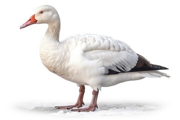 Fototapeta premium Snow Goose