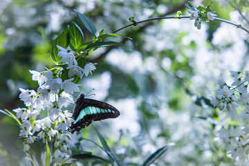 アオスジアゲハ
