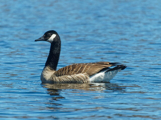 Young Canada goose