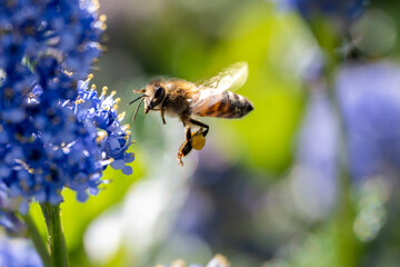 detailed close up of bee flying to blue flower to collect pollen in the spring