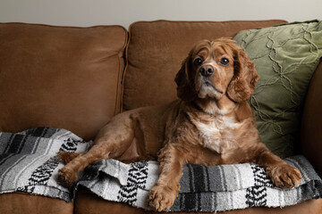Photo of a cocker spaniel dog laying on a couch. There is a thrown pillow and blanket also on the...