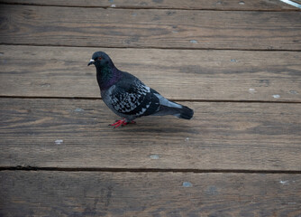 Pigeon on Pier