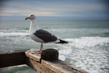 Seagull on Pier Railing