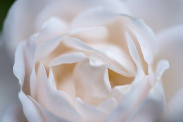 綺麗に咲いた白いバラ