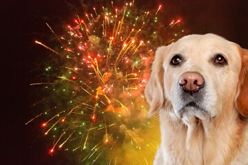 Dog afraid of colored fireworks in sky