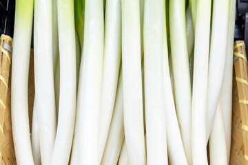 Fresh and delicious green onions harvested in the field