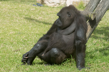 beautiful and majestic gorilla seated on grass, scratching its leg while waiting for food