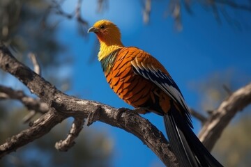 pheasant in the wild