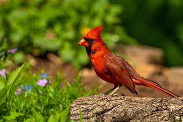 Male Northern Cardinal