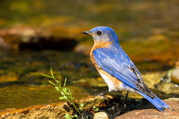 Bluebird