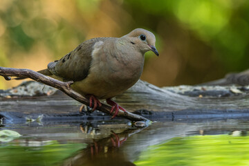Mourning Dove perched by pond