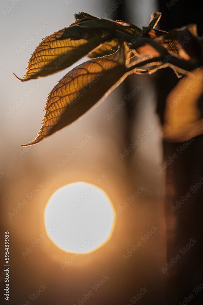 Canvas Prints fresh leaves on a branch in spring with sun behind, close-up.