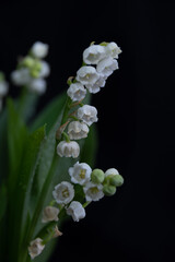 lily of the valley