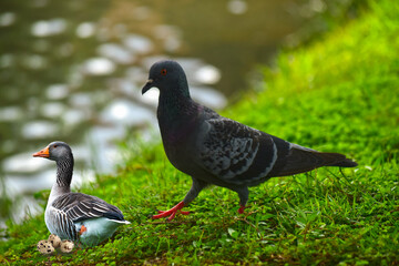 Bird is a dove on the green grass.