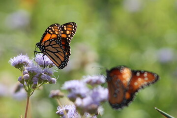 Monarch Butterflies on Purple Texas Wildflowers