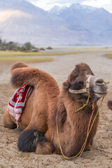 cute camels portrait in Hunder village at the Leh district of Ladakh, India famous for Sand dunes,...