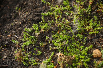 Gardening tools like trowels, spades, and shovels are essential for yard work, pulling weeds, and garden maintenance. Symbolizing hard work, creativity, and environmental stewardship