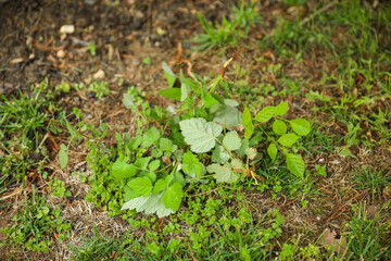 Gardening tools like trowels, spades, and shovels are essential for yard work, pulling weeds, and garden maintenance. Symbolizing hard work, creativity, and environmental stewardship