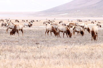 Fototapeta na wymiar venados Elk (wapity)