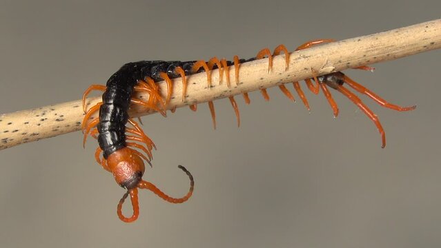 Close-up centipede crawling on a branch