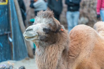 cute camels portrait in Hunder village at the Leh district of Ladakh, India famous for Sand dunes,...