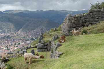 Llamas en las ruinas de Sacsayhuamán en Cusco, Peru.