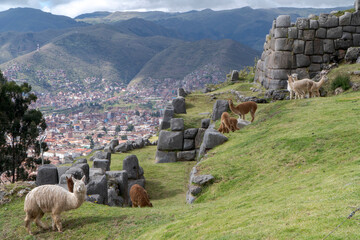Llamas en las ruinas de Sacsayhuamán en Cusco, Peru.