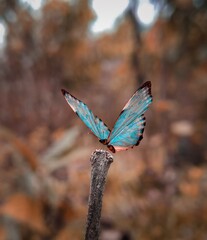 butterfly on a branch