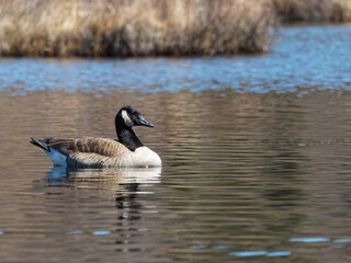 Fototapeta premium Canada goose on a marsh