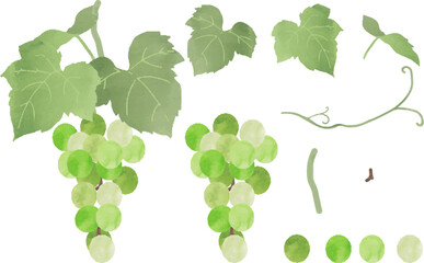 マスカットのパーツイラスト