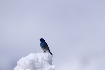 bird on the snow