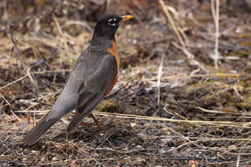 blackbird on the ground