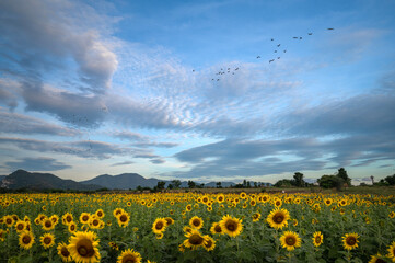 Obraz premium sunflower fields lopburi thailand blue sky mountain
