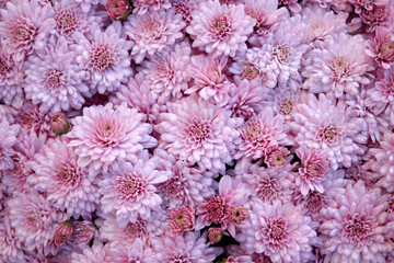 Full Frame of Pink Flowers