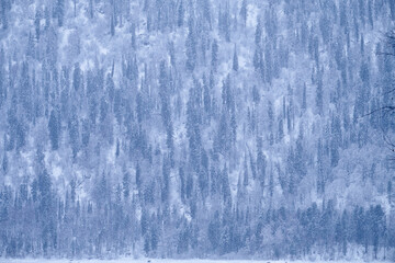 Winter taiga forest under heavy snow on the bank of Teletskoe lake. Iogach, Altai