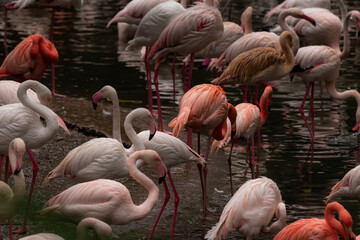 Close up on the group of flamingos in the pond. Background