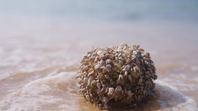 Coconut With Barnacles On A Beach In Thailand