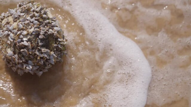 Top View Of A Coconut With Barnacles On A Beach