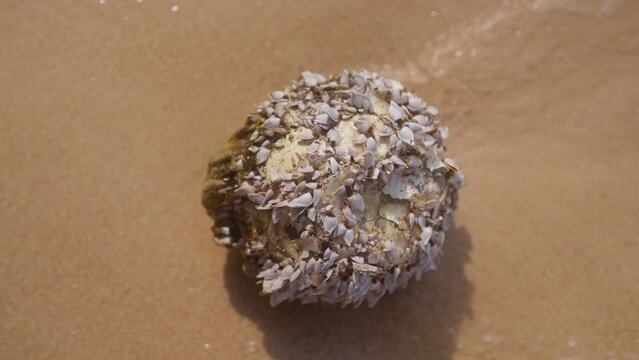 Close-up Of Coconut With Barnacles On A Beach