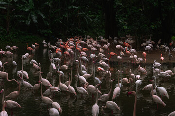 Naklejka premium Side view of flamingo birds with pink plumage and long legs standing together in lake water in camargue national park
