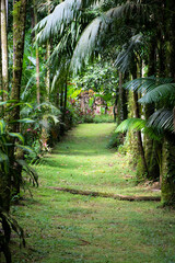 Caminho com grama em meio à vegetação tropical