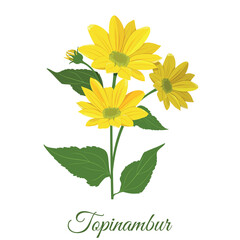 Topinambur set. Collection decorative floral design elements for emblems, labels, product packaging.