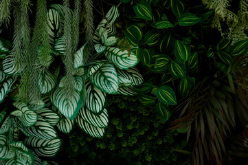 Naklejka na ściany i meble Green leaves or Monstera Deliciosa in dark tones(Monstera, palm, rubber plant, pine, bird’s nest fern), background or green leafy tropical pine forest patterns for creative design elements. 