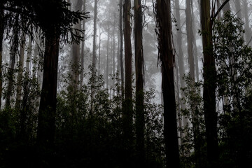 Forest trees with fog in the backdrop 