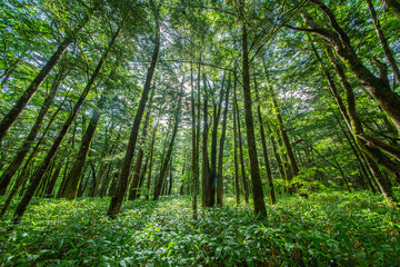 Fototapeta na wymiar ローアングルで撮影した、太陽光の差し込む新緑の森林